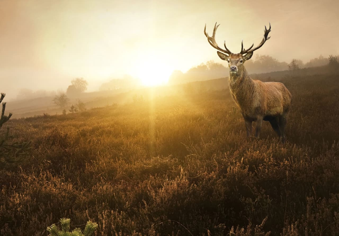 Butler & Stag